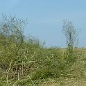 2 Clearing the Field (14)